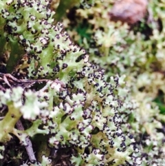 Unidentified Lichen at Hackett, ACT - 21 May 2020 by RWPurdie