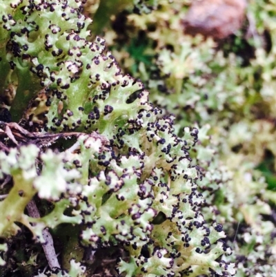 Cladia aggregata at Black Mountain - 21 May 2020 by RWPurdie