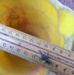 Boreoides subulatus at Pambula Preschool - 21 May 2020