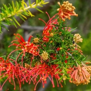 Grevillea juniperina subsp. fortis at Stromlo, ACT - 16 May 2020