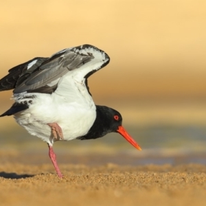 Haematopus longirostris at Tathra, NSW - 19 May 2020