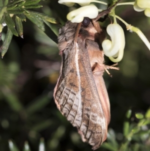 Oxycanus dirempta at Higgins, ACT - 21 May 2020 02:33 PM