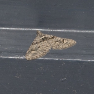 Phrissogonus laticostata at Higgins, ACT - 21 May 2020