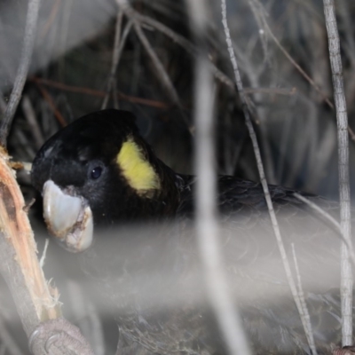 Zanda funerea (Yellow-tailed Black-Cockatoo) at Mount Ainslie - 20 May 2020 by jbromilow50