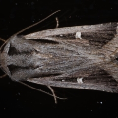 Proteuxoa undescribed species near paragypsa (A Noctuid moth) at Ainslie, ACT - 20 May 2020 by jb2602