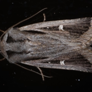Proteuxoa undescribed species near paragypsa at Ainslie, ACT - 20 May 2020