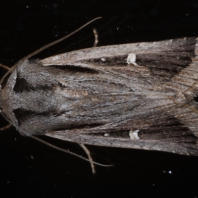 Proteuxoa undescribed species near paragypsa (A Noctuid moth) at Ainslie, ACT - 20 May 2020 by jbromilow50