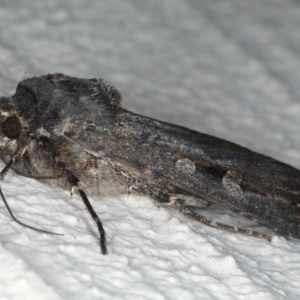 Agrotis infusa at Ainslie, ACT - 20 May 2020 09:25 PM