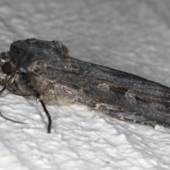 Agrotis infusa at Ainslie, ACT - 20 May 2020