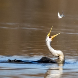 Anhinga novaehollandiae at Fyshwick, ACT - 15 May 2020 11:36 AM