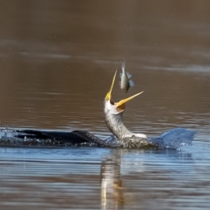 Anhinga novaehollandiae at Fyshwick, ACT - 15 May 2020 11:36 AM