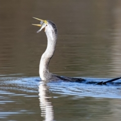 Anhinga novaehollandiae at Fyshwick, ACT - 15 May 2020 11:36 AM