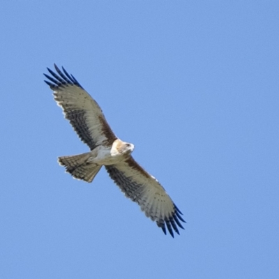 Hieraaetus morphnoides (Little Eagle) at Jerrabomberra Wetlands - 15 May 2020 by WHall