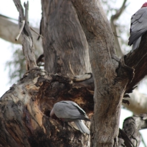 Eolophus roseicapilla at Hughes, ACT - 20 May 2020