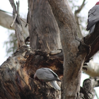 Eolophus roseicapilla (Galah) at Red Hill to Yarralumla Creek - 20 May 2020 by kieranh