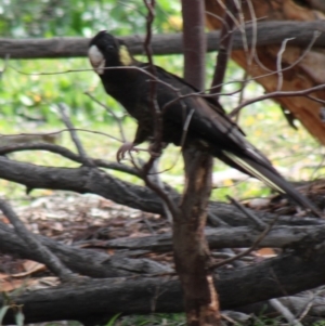 Zanda funerea at Deakin, ACT - 20 May 2020