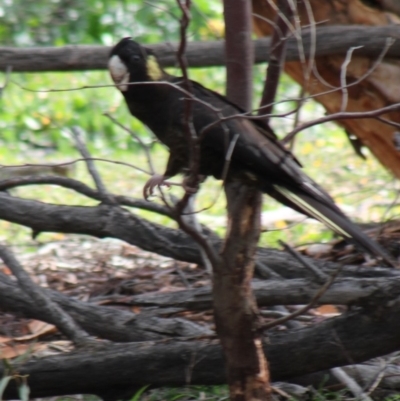 Zanda funerea (Yellow-tailed Black-Cockatoo) at Deakin, ACT - 20 May 2020 by kieranh