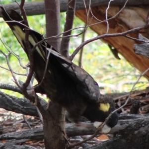 Zanda funerea at Deakin, ACT - 20 May 2020