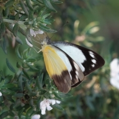 Appias paulina (Yellow Albatross) at Black Range, NSW - 5 Jan 2019 by AndrewMcCutcheon