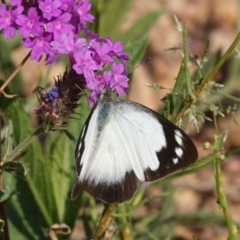 Appias paulina at Black Range, NSW - 5 Jan 2019 08:09 AM