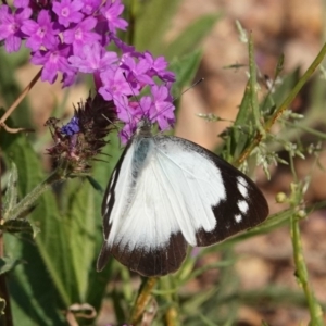 Appias paulina at Black Range, NSW - 5 Jan 2019 08:09 AM