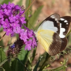 Appias paulina at Black Range, NSW - 5 Jan 2019 08:09 AM