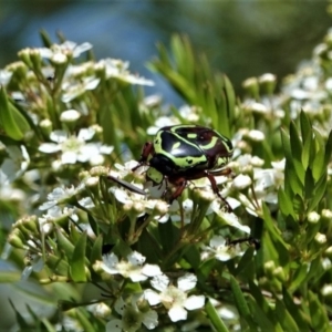 Eupoecila australasiae at Black Range, NSW - 5 Jan 2019