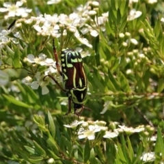 Eupoecila australasiae at Black Range, NSW - 5 Jan 2019