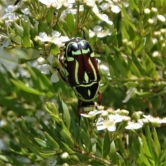 Eupoecila australasiae at Black Range, NSW - 5 Jan 2019