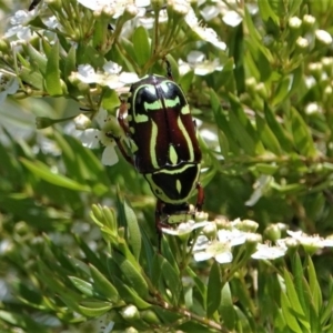 Eupoecila australasiae at Black Range, NSW - 5 Jan 2019 08:01 AM