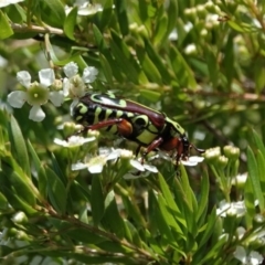 Eupoecila australasiae at Black Range, NSW - 5 Jan 2019