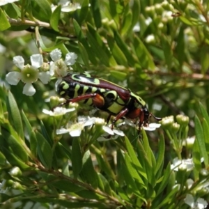 Eupoecila australasiae at Black Range, NSW - 5 Jan 2019