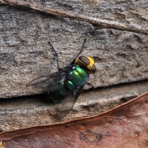 Amenia imperialis at Black Range, NSW - 22 Feb 2019 03:06 PM