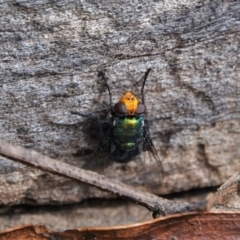 Amenia imperialis at Black Range, NSW - 22 Feb 2019 03:06 PM