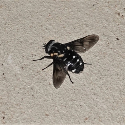 Triclista guttata (March or Horse Fly) at Black Range, NSW - 15 Jan 2019 by AndrewMcCutcheon