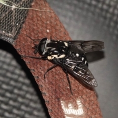 Triclista guttata at Black Range, NSW - 15 Jan 2019 07:30 PM