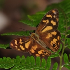 Heteronympha banksii (Banks' Brown) at Bournda, NSW - 15 Apr 2019 by AndrewMcCutcheon