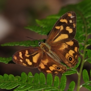 Heteronympha banksii at Bournda, NSW - suppressed