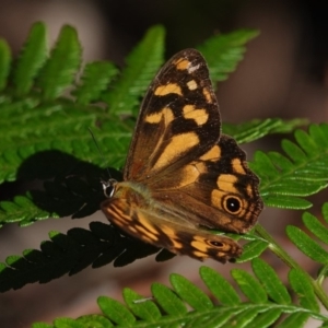 Heteronympha banksii at Bournda, NSW - 15 Apr 2019