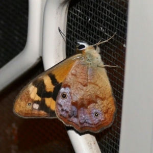 Heteronympha banksii at Black Range, NSW - suppressed