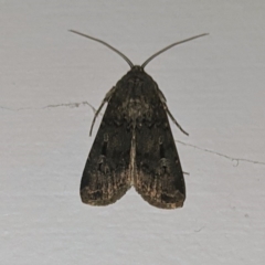 Agrotis infusa at Kambah, ACT - 21 May 2020