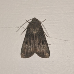 Agrotis infusa at Kambah, ACT - 21 May 2020