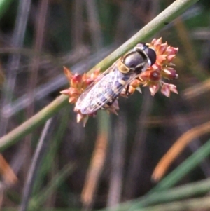 Simosyrphus grandicornis at Hackett, ACT - 21 May 2020