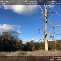 Aquila audax (Wedge-tailed Eagle) at Molonglo River Reserve - 16 May 2020 by BenjaminBryant