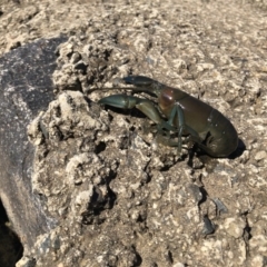 Cherax destructor (Common Yabby) at Curtin, ACT - 17 Apr 2020 by BenjaminBryant