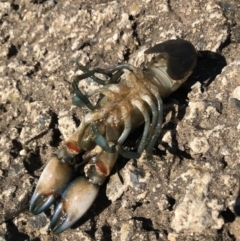 Cherax destructor at Curtin, ACT - 17 Apr 2020