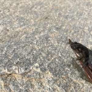 Limnodynastes tasmaniensis at Molonglo Valley, ACT - 13 Apr 2020