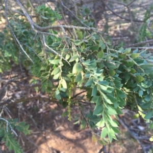 Acacia vestita at Hackett, ACT - 21 May 2020 02:39 PM