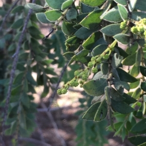 Acacia vestita at Hackett, ACT - 21 May 2020