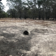 Tachyglossus aculeatus (Short-beaked Echidna) at Stromlo, ACT - 15 Jan 2020 by BenjaminBryant